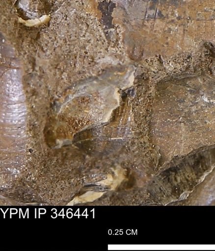 undet. Mollusca