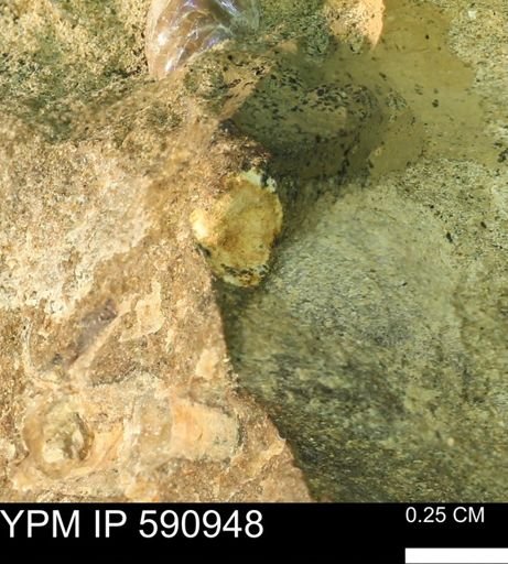 undet. Bivalvia