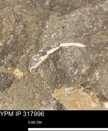 undet. Mollusca
