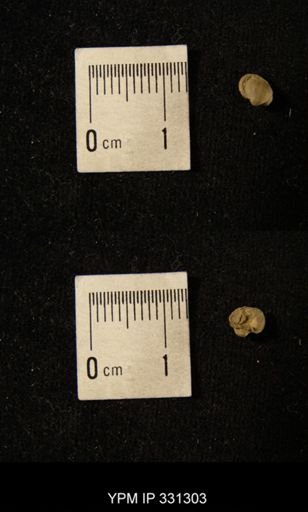 Ambocoelia planoconvexa