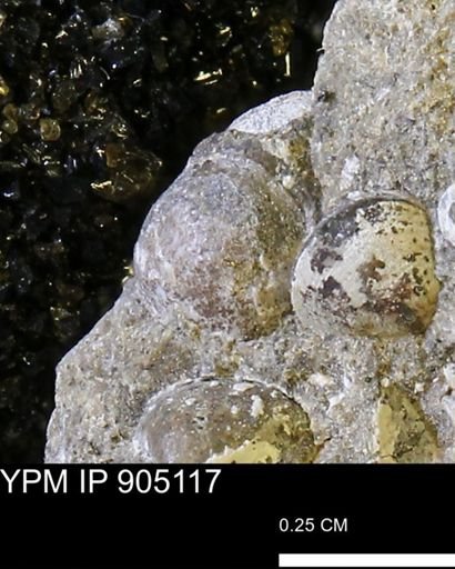 Corbulamella?