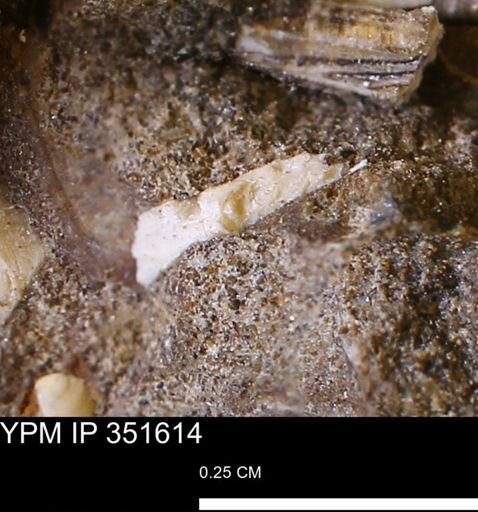 undet. Bivalvia