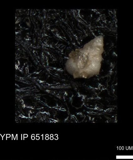 undet. Heterohelicidae