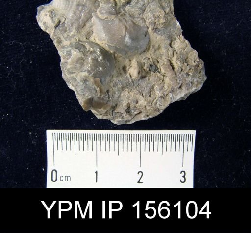 Strophomena antiquata prinstana
