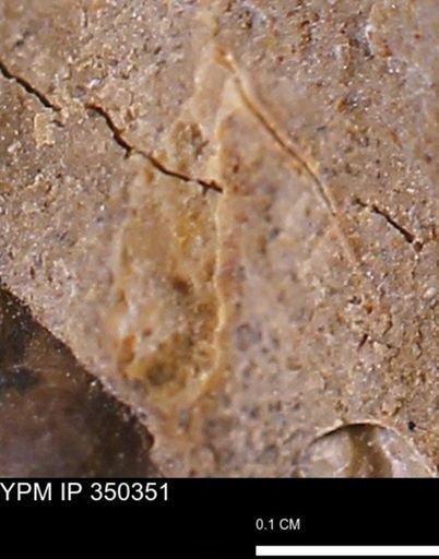 Mollusca?