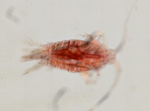 Copepoda