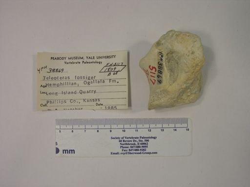 Teleoceras fossiger