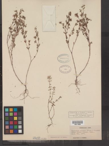 Euphorbia vermiculata