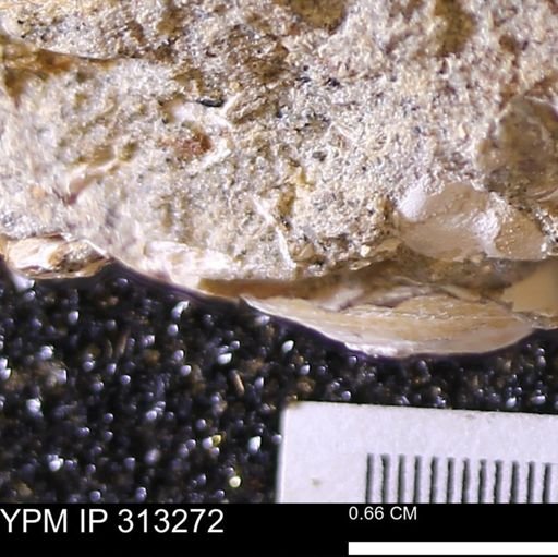 Corbicula