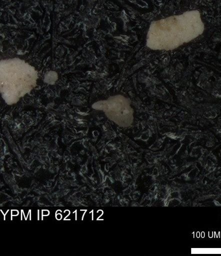 undet. Foraminiferida