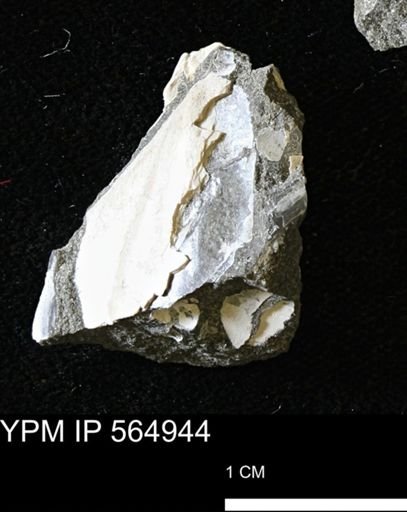 Pseudoptera sp.