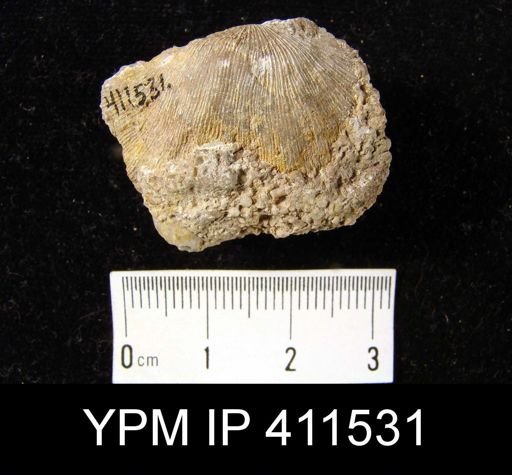 undet. Orthotetida
