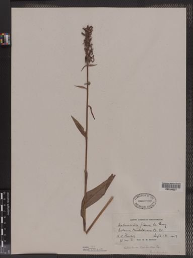 Habenaria flava
