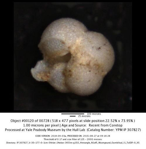 undet. Foraminiferida