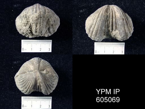 Platystrophia lynx