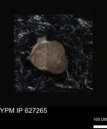 undet. Foraminiferida
