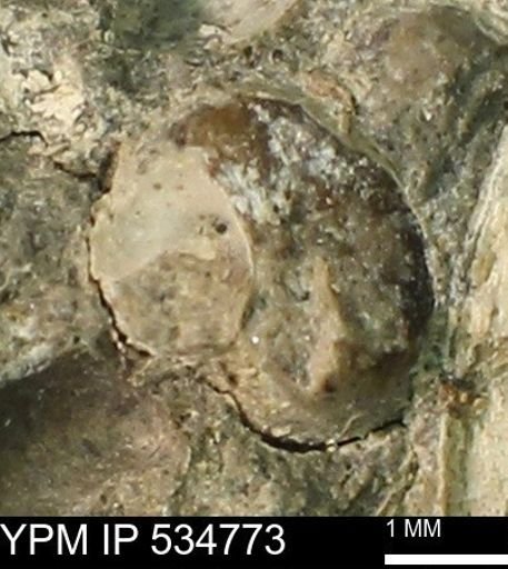 Gastropoda?