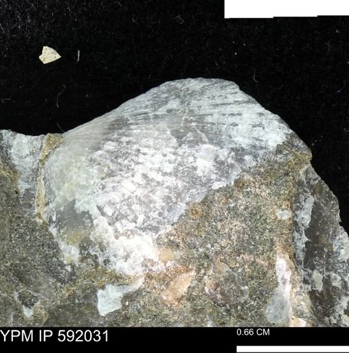 Oxytoma (Hypoxytoma) nebrascana