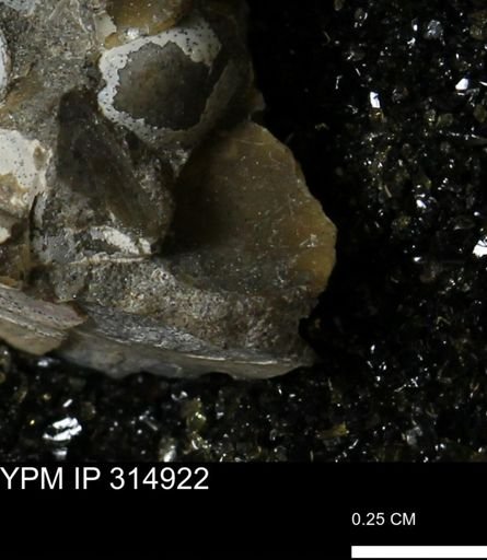 Discoscaphites