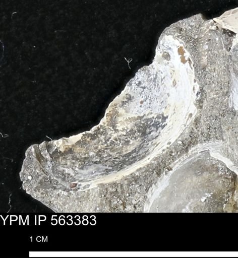 undet. Bivalvia
