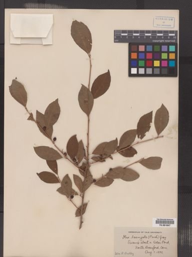 Ilex laevigata