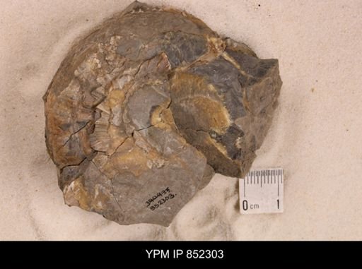 Scaphites ventricosus stantoni