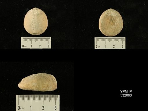 Rhyncholampas gouldii