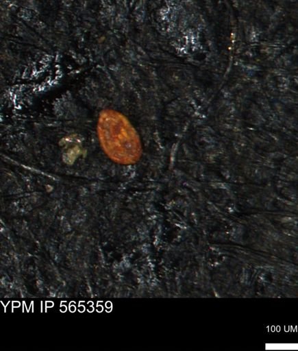 Spirolocammina planula