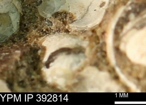 undet. Bivalvia