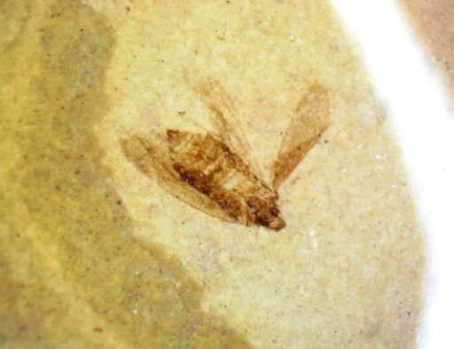 undet. Hemiptera