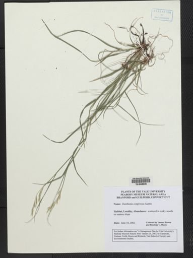 Danthonia compressa