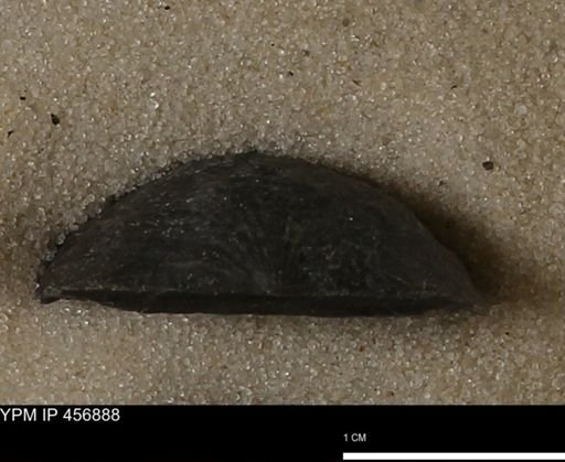 Stropheodonta sp.