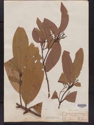 Cinnamomum obtusifolium