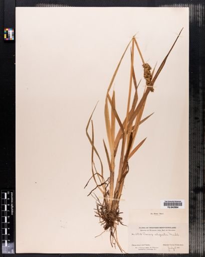 Carex stipata