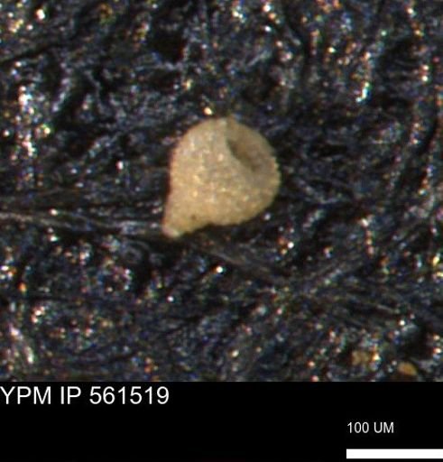 Miliammina ischnia