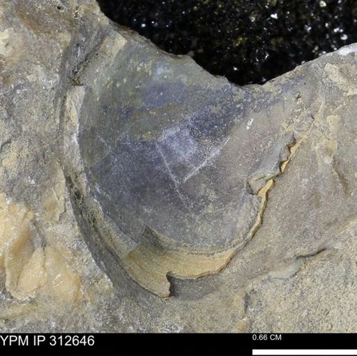 undet. Bivalvia