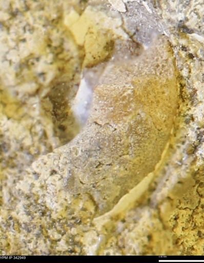 undet. Ammonoidea