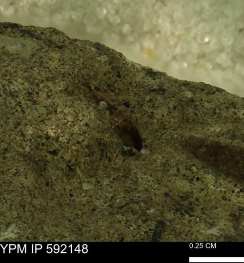 Bivalvia?