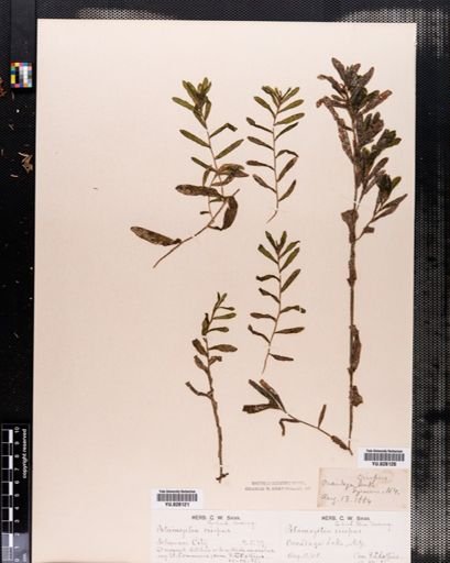 Potamogeton crispus