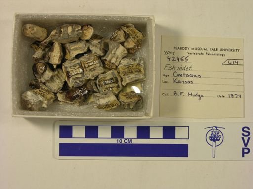 undet. Actinopterygii