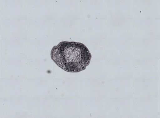 Plagiostomum cinctum