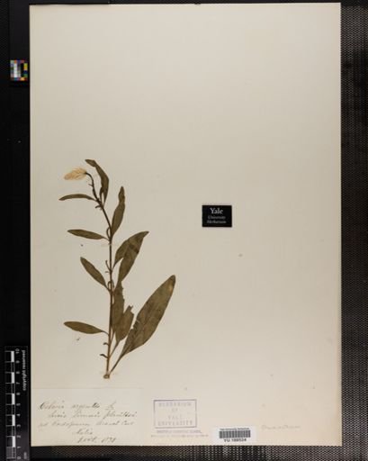 Plantae