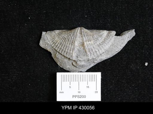 Mucrospirifer mucronatus