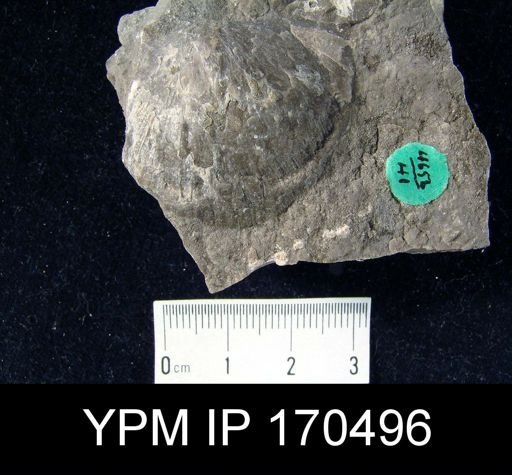 Aporthophyla aurora