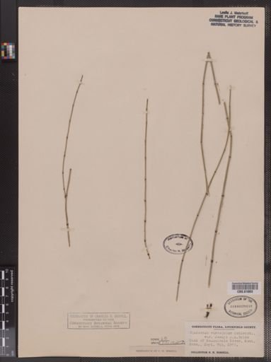 Equisetum variegatum