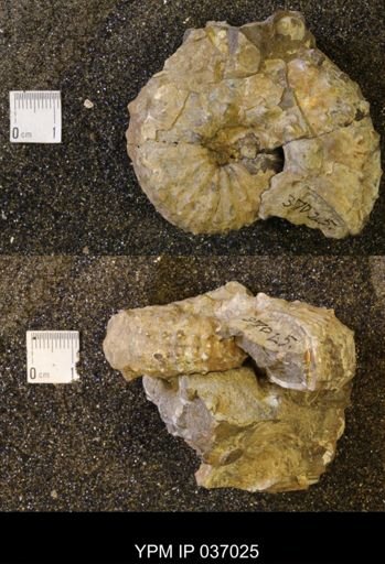 Discoscaphites gulosus