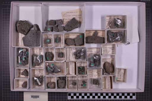 mixed taxa, stratigraphic collection