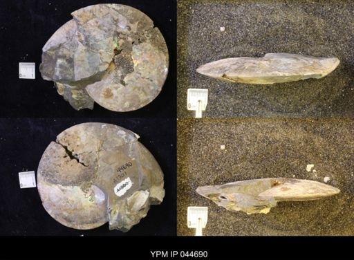 Sphenodiscus lenticularis