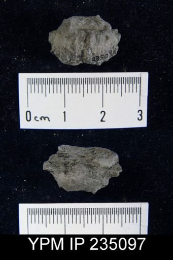 Marginifera hystricula