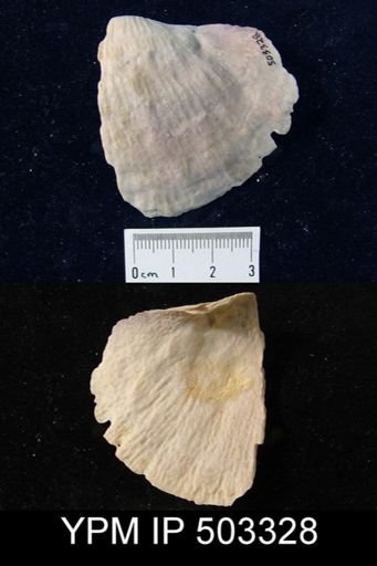 Semiplanus semiplanus